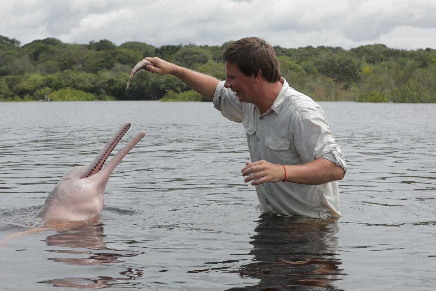 Дмитрий Комаров показал редкостных розовых дельфинов: настоящее чудо природы